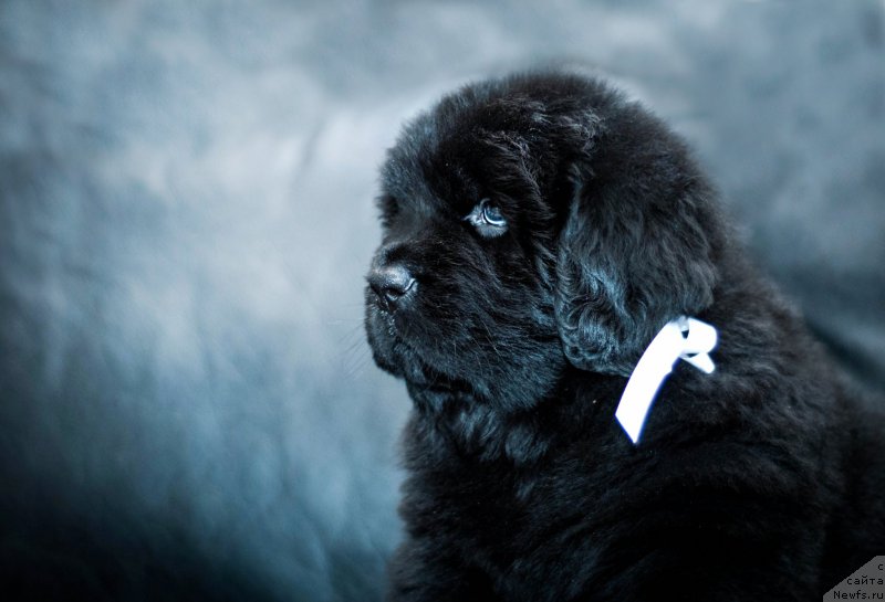 Фотография № 200925