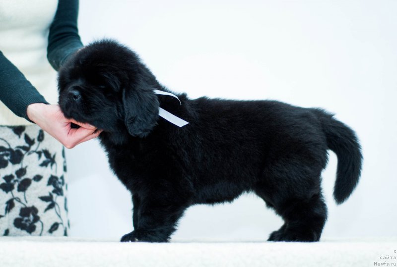 Фотография № 200929