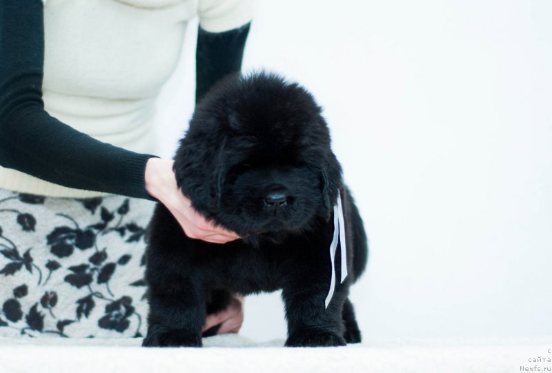 Фотография № 200931