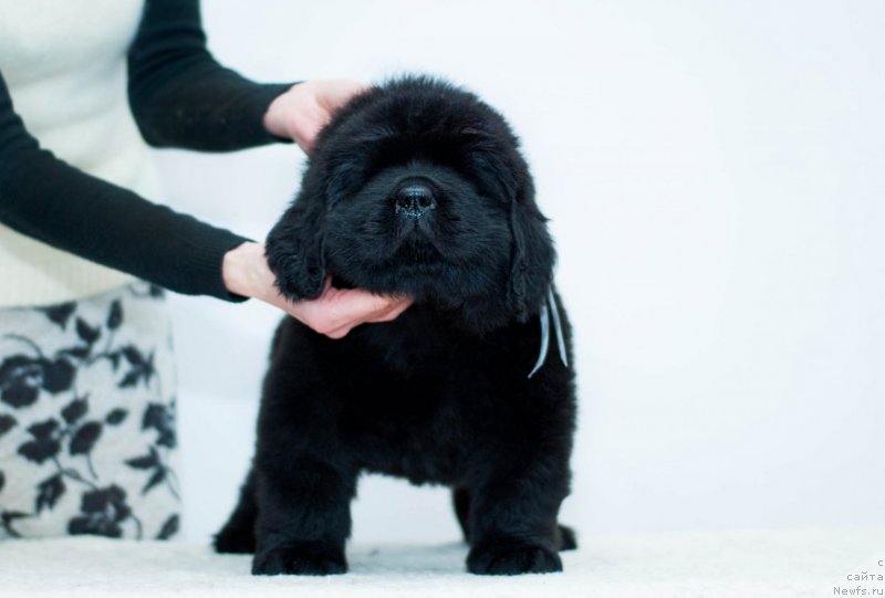 Фотография № 200932