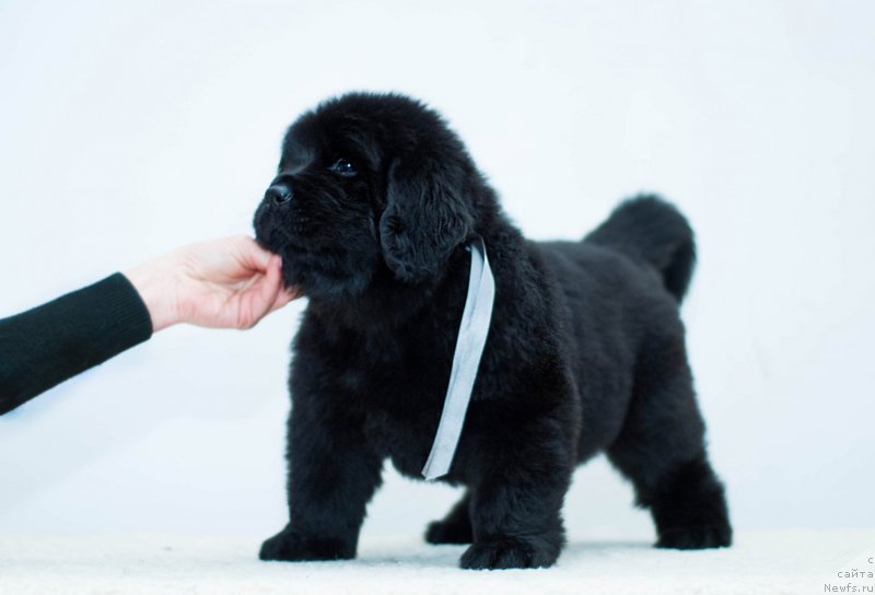 Фотография № 200934