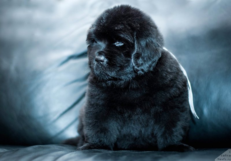 Фотография № 200935