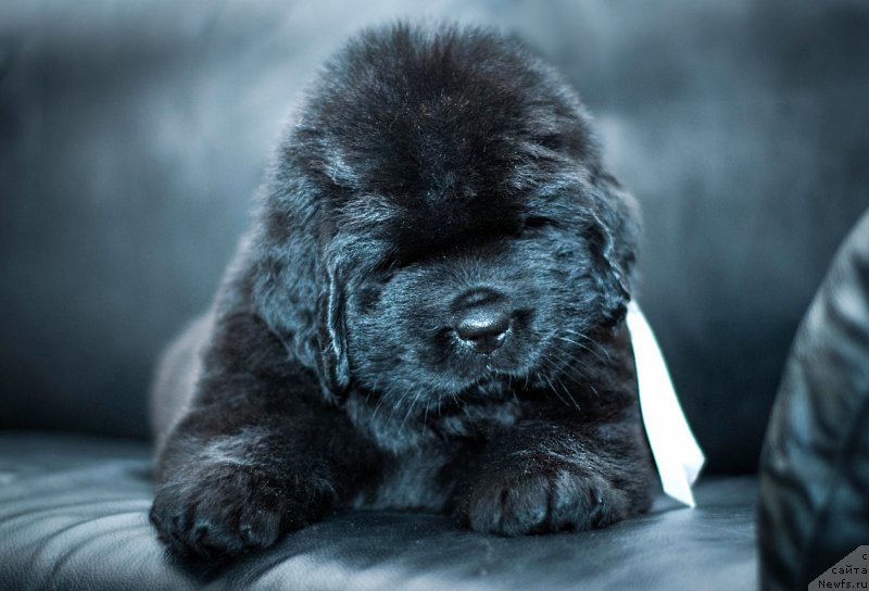 Фотография № 200936