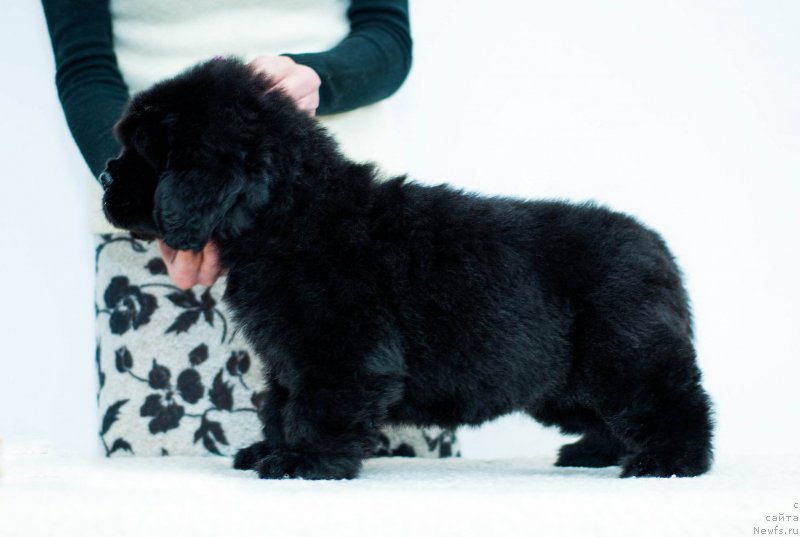 Фотография № 200937