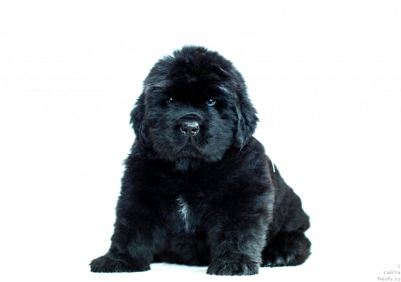 Фотография № 200938