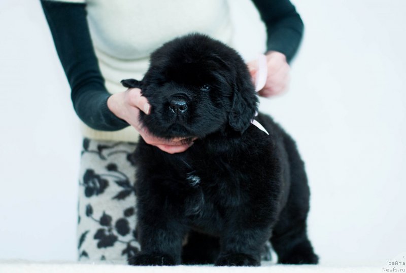 Фотография № 200939