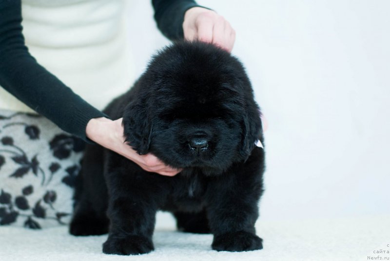 Фотография № 200940