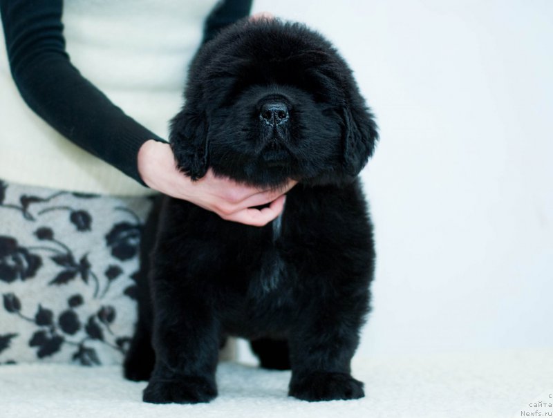 Фотография № 200942