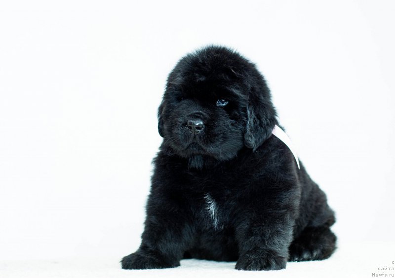 Фотография № 200944