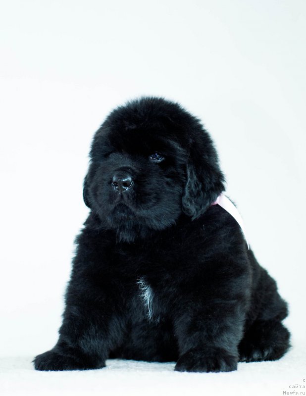 Фотография № 200945