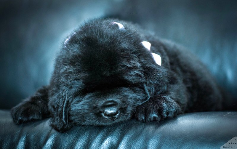 Фотография № 200946