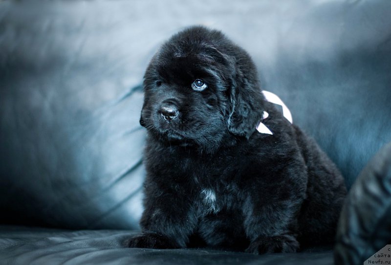 Фотография № 200947