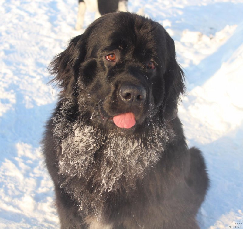 Фото: ньюфаундленд Питерньюф Армада (Piternyuf Armada)