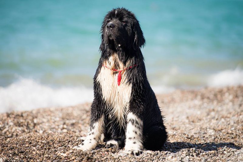 Фото: ньюфаундленд Акватория Келвин Домино (Aquatoriya Kelvin Domino)