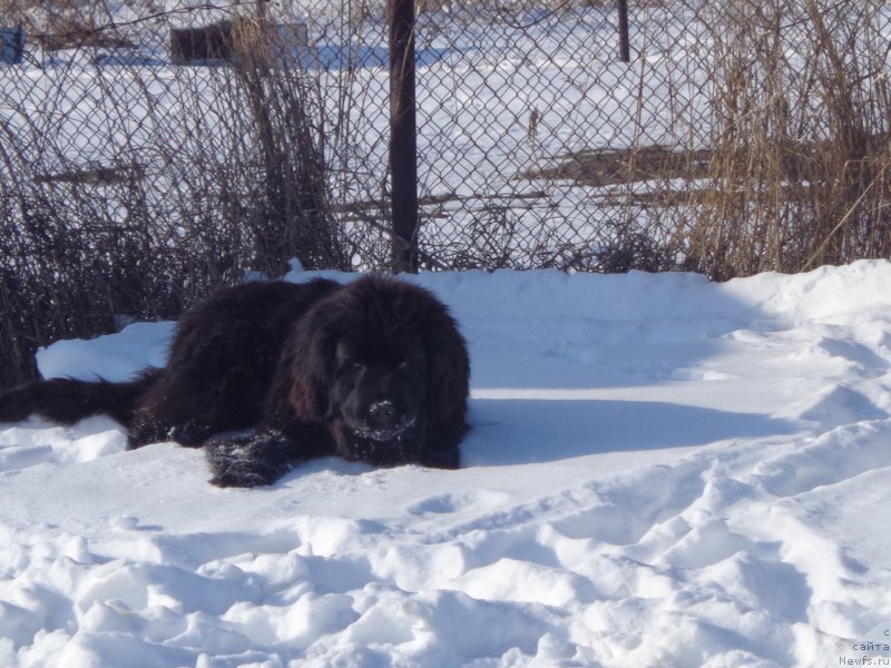 Фото: ньюфаундленд Супер Премиум Уолт Диснеу