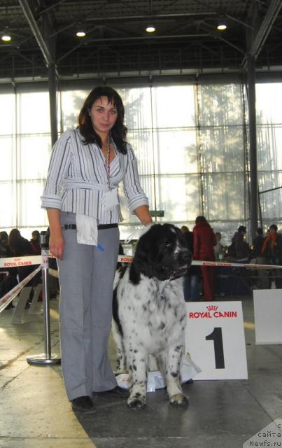 Фото: ньюфаундленд Маг Исполин Карте Бланч фор Питерньюф (Mag Ispolin Carte Blanche for Piternyuf)