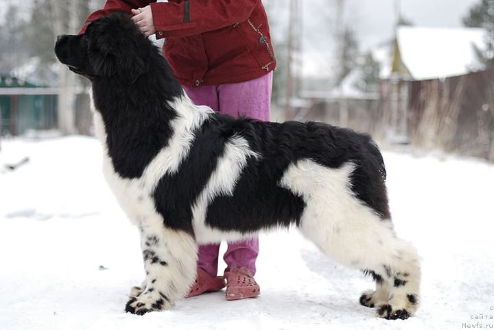 Фото: ньюфаундленд Флюфи Аваланч Барселона