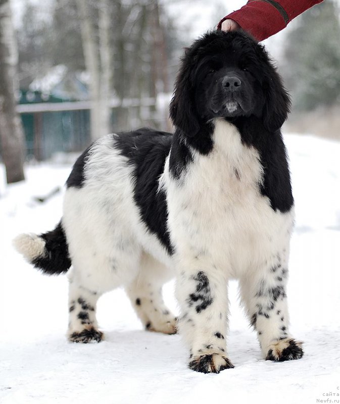 Фото: ньюфаундленд Флюфи Аваланч Барселона