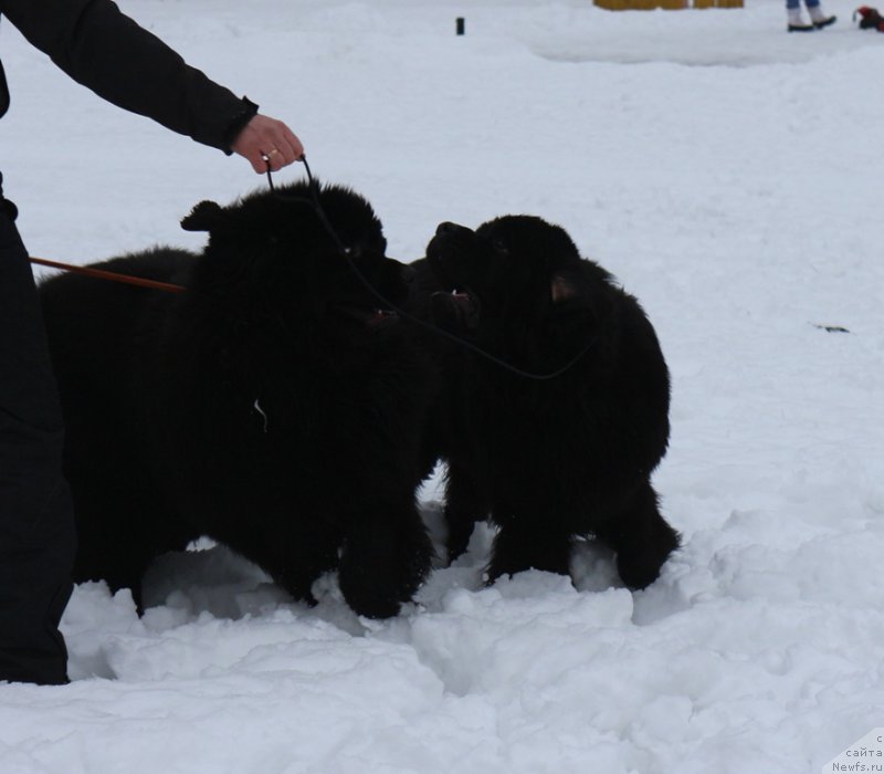 Фотография № 201025