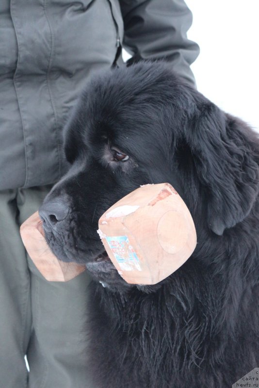 Фотография № 201031