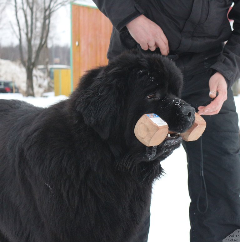 Фотография № 201034