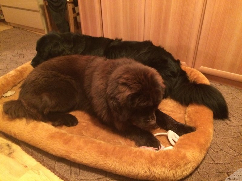 Фото: ньюфаундленд Бонни Флайт, ньюфаундленд Ньюфорт Васаби