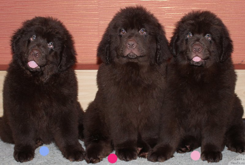 Фотография № 201049