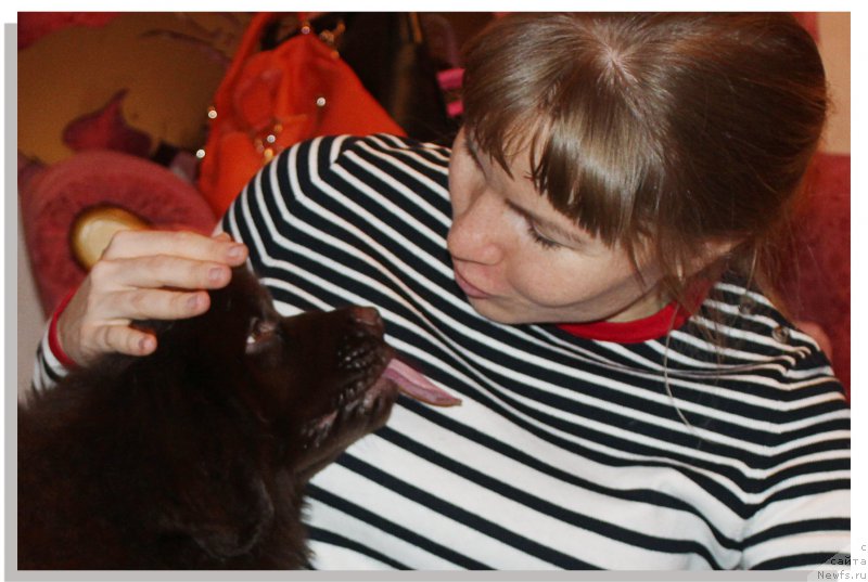 Фото: ньюфаундленд Браунблад МСК Севара Рейн