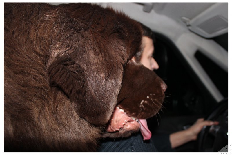 Фото: ньюфаундленд Наоми Таголири фор Браунблад (Naomi Tagoliri for Brouwnblood)