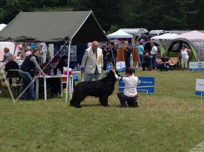 Фото: ньюфаундленд Акватория Келвин Ювентус (Aquatoriya Kelvin Yuventus)