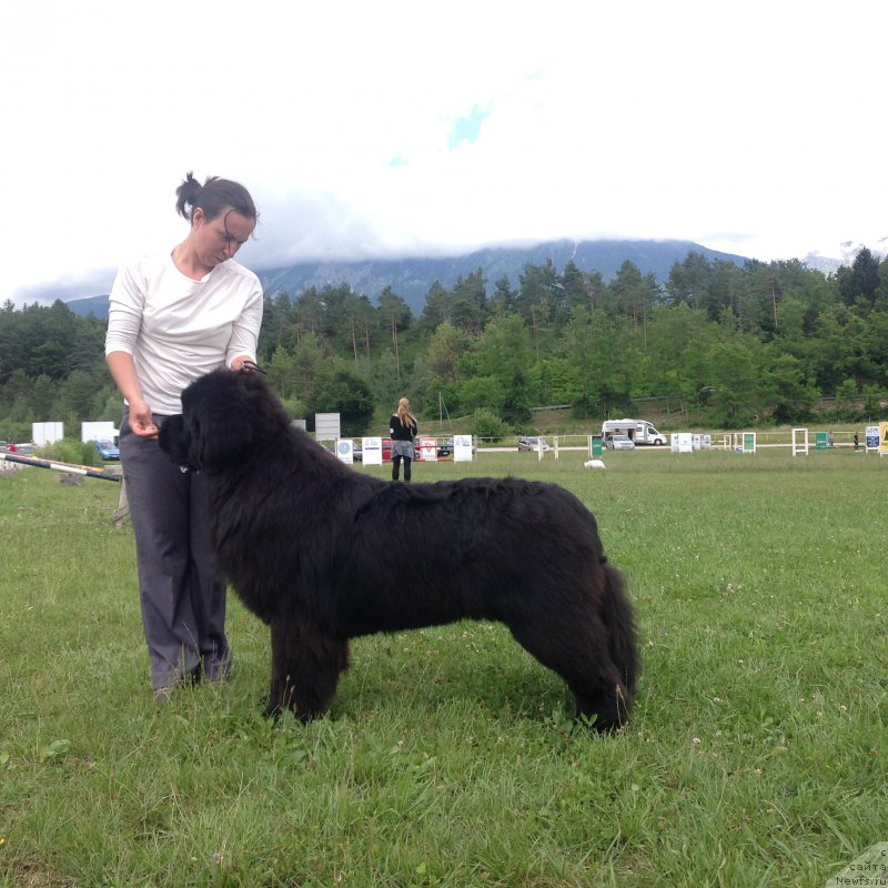 Фото: Александра Фетисова, ньюфаундленд Акватория Келвин Ювентус (Aquatoriya Kelvin Yuventus)
