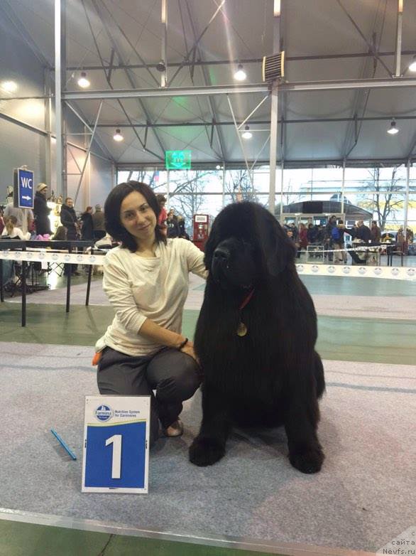 Фото: Александра Фетисова, ньюфаундленд Акватория Келвин Ювентус (Aquatoriya Kelvin Yuventus)