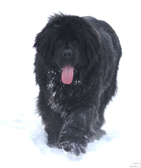 Фото: ньюфаундленд Акватория Келвин Американка