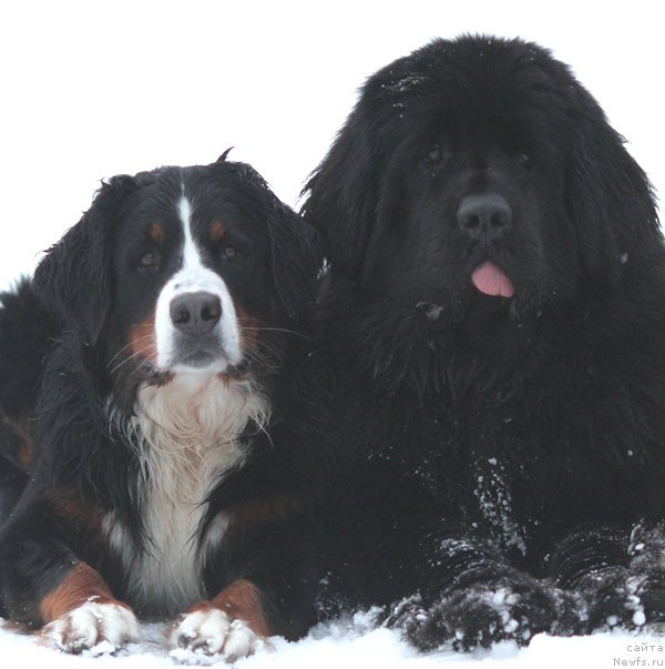 Фото: ньюфаундленд Акватория Келвин Американка