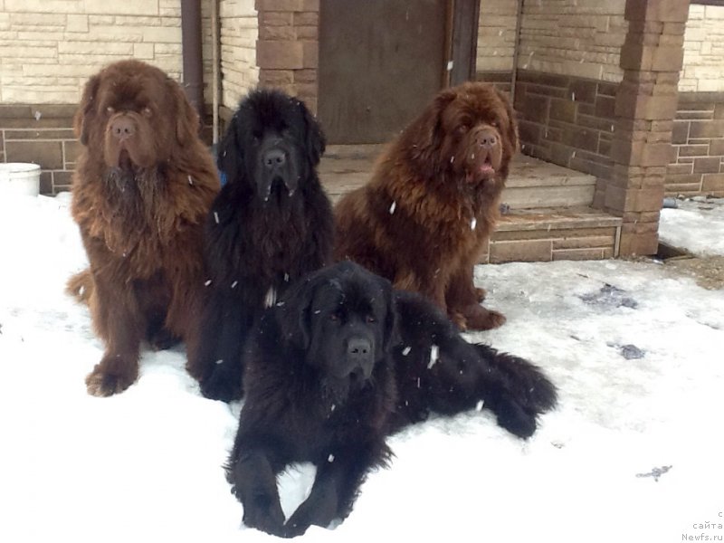 Фото: ньюфаундленд Чарли Де Бест Хелфи Пэл (Charli The Best Helfi Pel), ньюфаундленд Мерседес Вялiкi Мядзведзь (Mercedes Vialiki Miadzvedz), ньюфаундленд Чармер Денкам Бронз (Charmer Denkam Bronze), ньюфаундленд Браунблад МСК Харрикейн Хиггенс (Brownblood MSK Harricane Higgins)