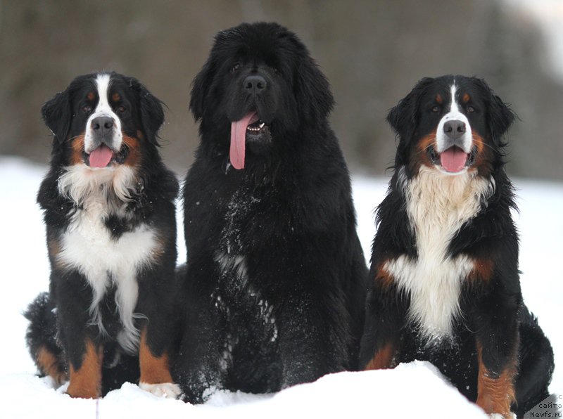 Фотография № 201065