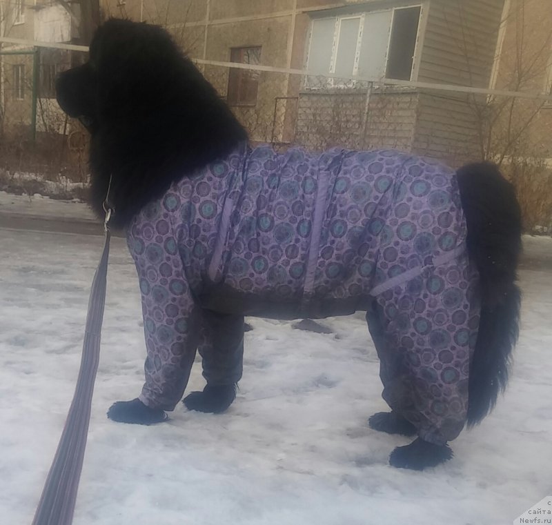 Фото: ньюфаундленд Ньюфорт Дивная Диана, ньюфаундленд Ньюфорт Дивная Диана