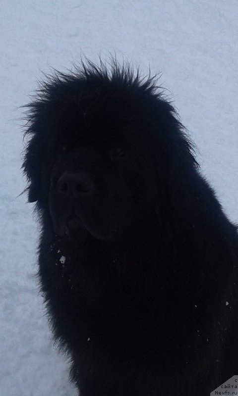 Фото: ньюфаундленд Гранд Бэби Ариадна