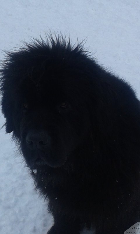 Фото: ньюфаундленд Гранд Бэби Ариадна