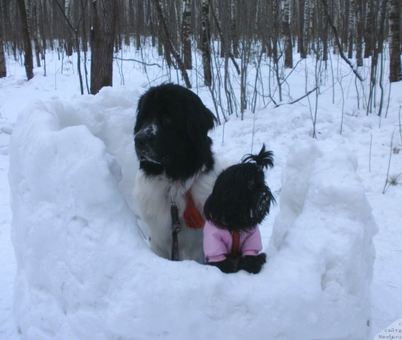 Фото: ньюфаундленд Сент Джонс Исида
