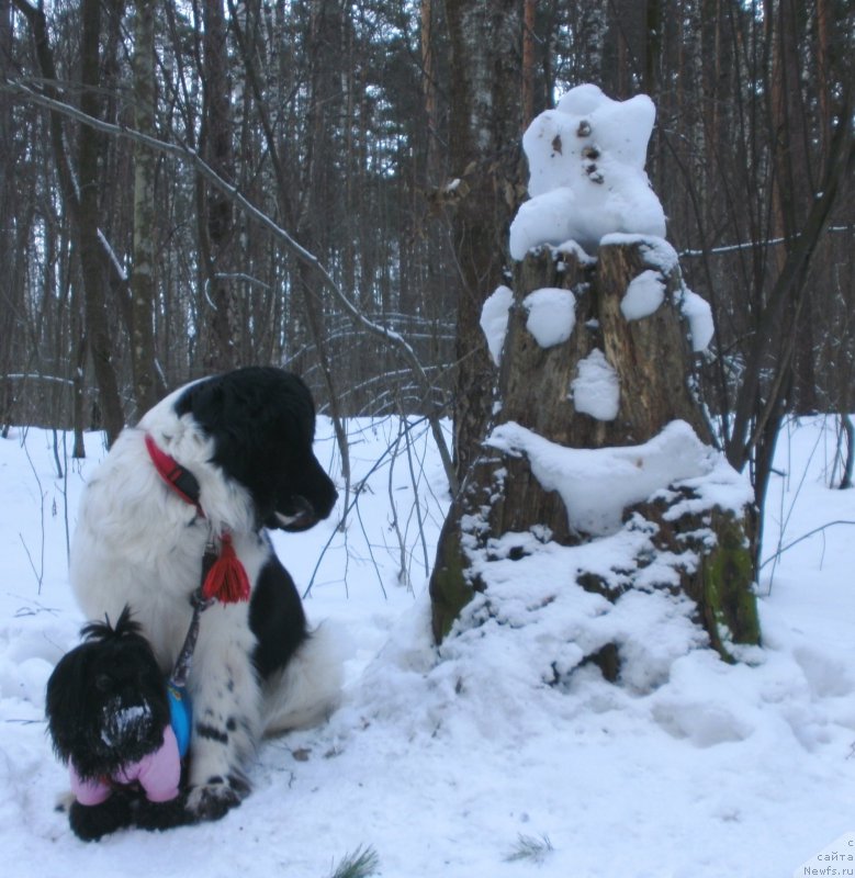 Фото: ньюфаундленд Сент Джонс Исида