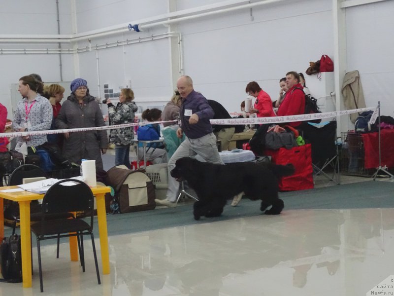 Фото: ньюфаундленд Многоликая Богиня Манифик (Mnogolikaya Boginya Manifik)