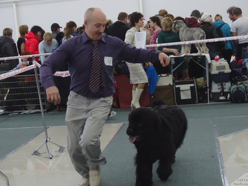 Фото: ньюфаундленд Многоликая Богиня Манифик (Mnogolikaya Boginya Manifik)