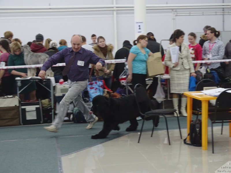 Фото: ньюфаундленд Многоликая Богиня Манифик (Mnogolikaya Boginya Manifik)