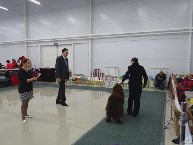 Фото: ньюфаундленд Ньюфорт Вивиан, Галия Гизатуллина