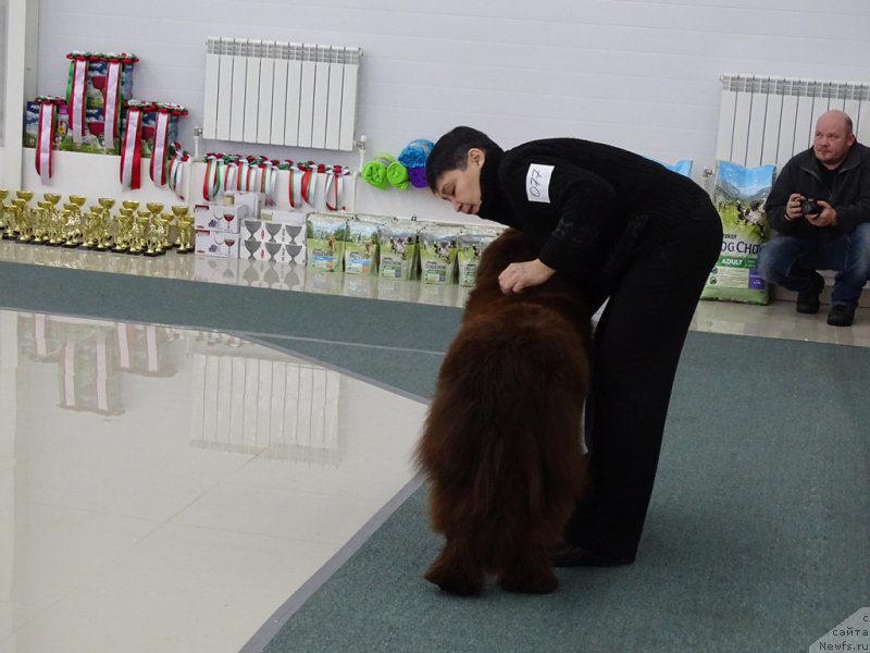 Фото: ньюфаундленд Ньюфорт Вивиан, Галия Гизатуллина