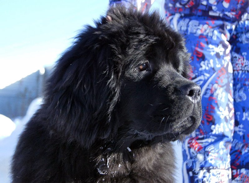 Фото: ньюфаундленд Супер Бизон Оллисия