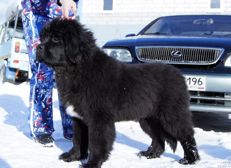 Фотография № 201089