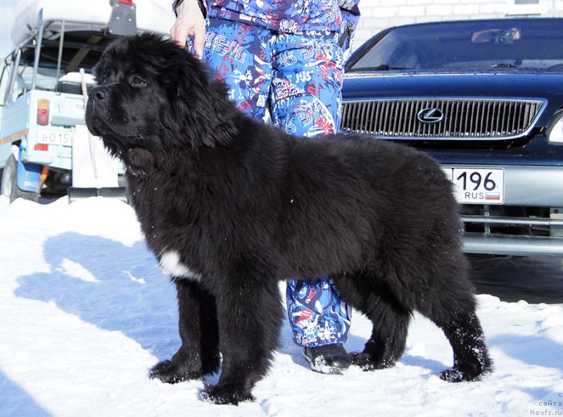 Фотография № 201090