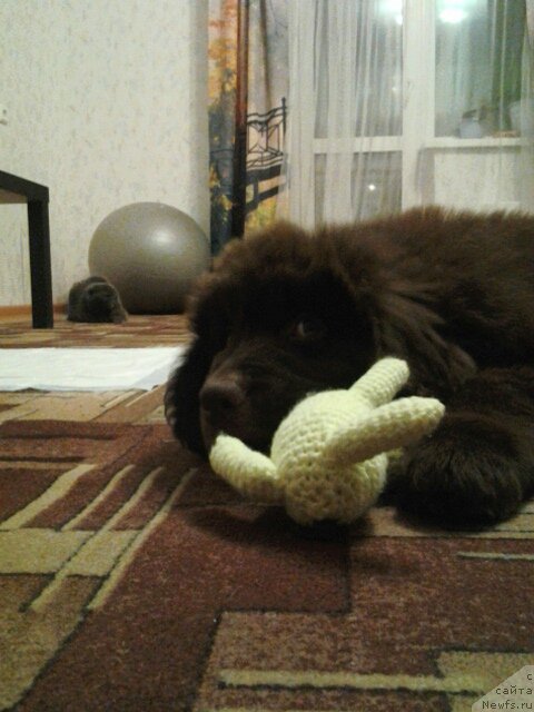 Фото: ньюфаундленд Браунблад МСК Сайлас Соул Дрим